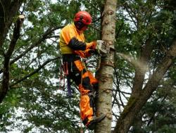 Спил, обрезка, обработка деревьев. Измельчение веток