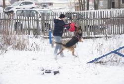 Услуги кинолога .
