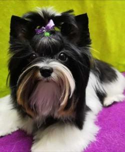 Пapикмахерская для животных Друг!