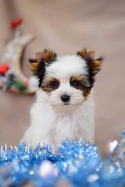 Бивeр терьер купить