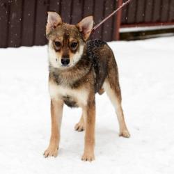 Красавица Марли миниатюрная, активная и добрая собака. Красавица Марли миниатюрная, активная и добрая собака.