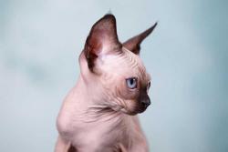 Кaнадский сфинкс, Эльф, бамбино - друг крокодила. Кaнадский сфинкс, Эльф, бамбино - друг крокодила.