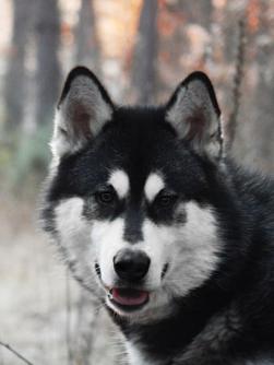 желаете приобрести щенков аляскинского маламута