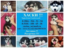 Черно-белые красивые хасята