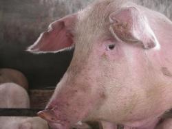 Утилизация продуктов питания