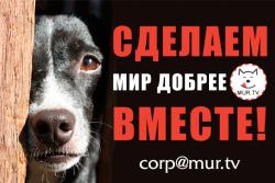 Оказываем информационную поддержку волонтерам и не только