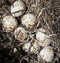 Перепела белые, техасские