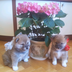 Щенок Сиба-ину