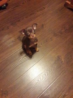 Щенки тойчика от заводчика