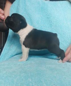 щенок бостон терьер девочка щенок бостон терьер девочка