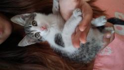 Отдам котят
