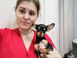 Ветеринарный дерматолог в Ясенево.