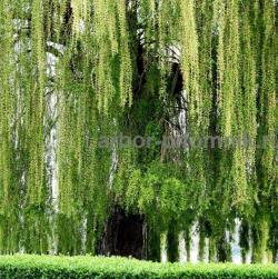 Крупномеры в Москве с доставкой и посадкой Крупномеры в Москве с доставкой и посадкой