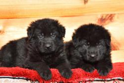 Ваниль и Ватсон черные немецкие овчарки