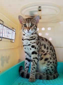 Бенгалы и ф1 алк.