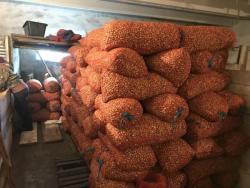 Лук севок сорт  "Штудгарден" 2 группа