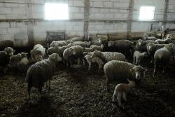 Кошара с 32 Га земли в Раздольненском районе Крыма