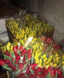 Продам тюльпан оптом к 8 марта