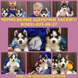 Собачки хаски черно-белые Собачки хаски черно-белые