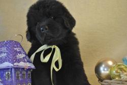 Ньюфы Ньюфы