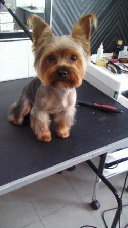 Стрижка собак и кошек всех пород в Серпухове Стрижка собак и кошек всех пород в Серпухове