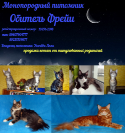 котята мейн кун из питомника