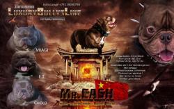 Американский Булли (племенное использование)