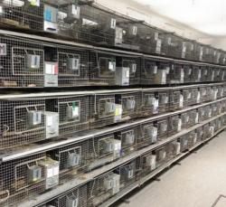 Разведение шиншилл -Высокодоходный бизнес на дому