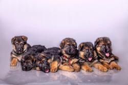 Щенки немецкой овчарки, девочки