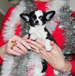 Чихуахуа щенки  из проф питомника Усадьба Гномов РКФ