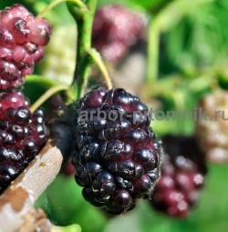 Плодовые деревья и плодовые крупномеры взрослые деревья из питомника Плодовые деревья и плодовые крупномеры взрослые деревья из питомника