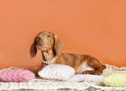 Щенки таксы стандартной, гладкошерстной