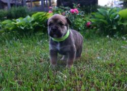 Щенки Ка де бо от пары чемпионов Щенки Ка де бо от пары чемпионов