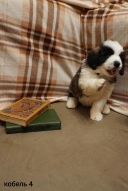 Щенки vосковской сторожевой