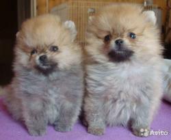 Померанский Шпиц/