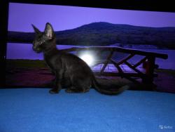 Ориентальный мальчик 3,5 мес - Подарю