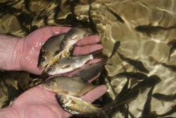 Прудовая рыба для зарыбления