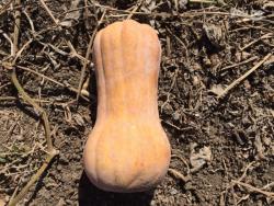 Пекинская капуста, Тыква Матильда и Плуто