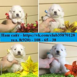 Белоснежные щеночки самоедики