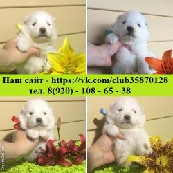 Щеночки самоедики Щеночки самоедики