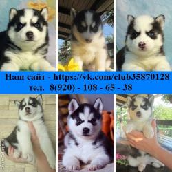 Хаски разных оттенков