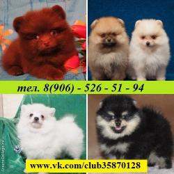 Красивые щеночки шпица