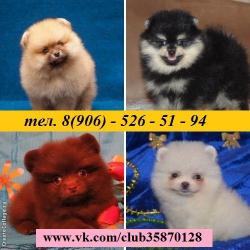 Щенята шпицы