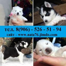 Хасята недорого