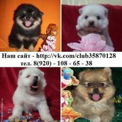 Красивые щеночки шпица с документами и без