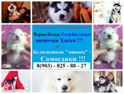 пушистые самоеды