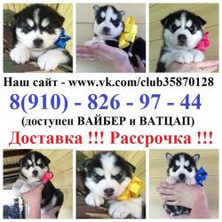 Черно-белые голубоглазые щеночки хаски мальчики и девочки