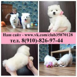 щенятки самоедики щенятки самоедики