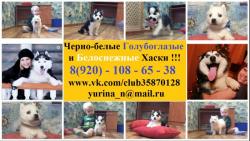 Красивые хасятки