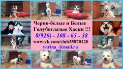 Хасята хороший выбор